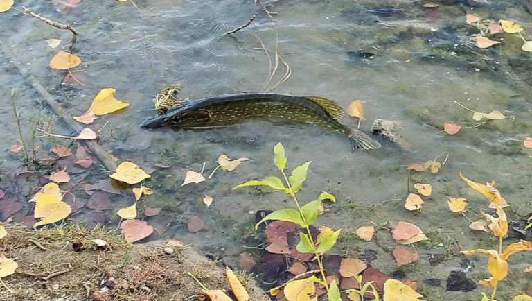 Poisson au camping d'Andance