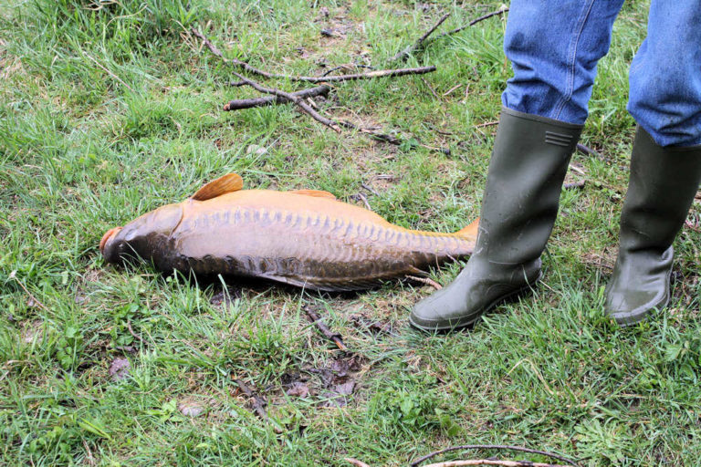 Poisson pêché au camping d'Andance