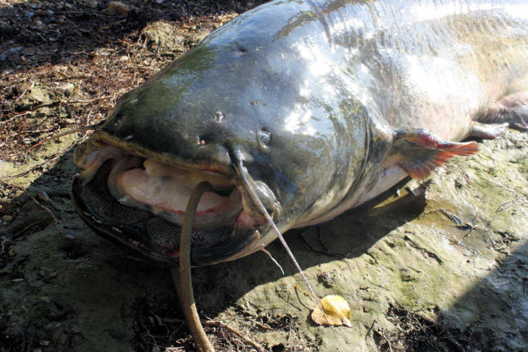 Poisson pêché au camping d'Andance