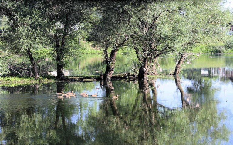 Les berges du Rhône